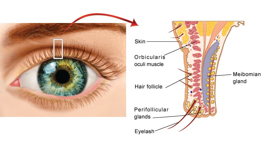 Anatomía normal del margen palpebral: folículos de pestañas y glándulas de Meibomio