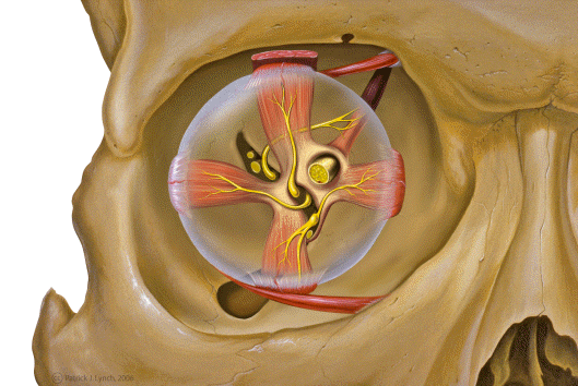 Vista anterior de la anatomía orbitaria