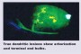 Image showing corneal involvement