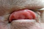 A photograph titled '1412215188-6705.jpg' with an opacity of 0.7. It depicts a [describe what is in the image here].
