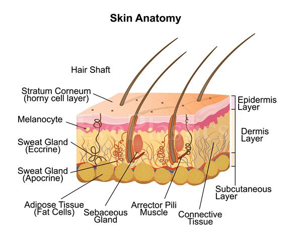 Diagram of skin anatomy showing layers of the epidermis, dermis, and subcutaneous tissue with labels for each layer and associated structures.