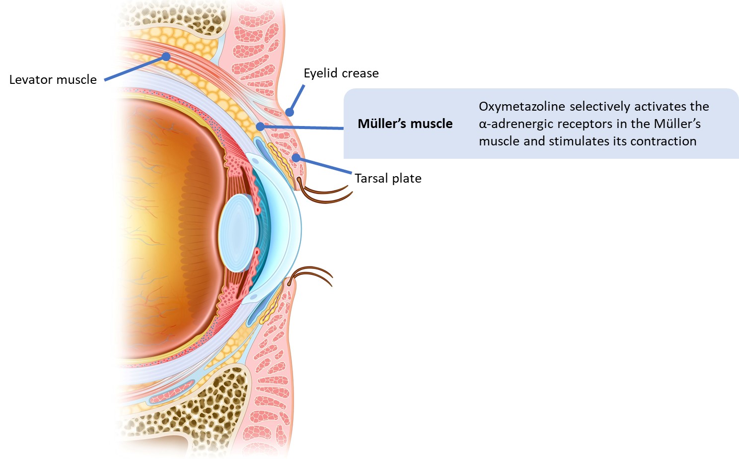 Anatomy picture showing the structures of the eye.