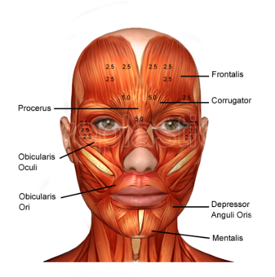 Diagram of face muscles including labels for specific muscles such as the frontalis, orbicularis oculi, zygomaticus, and orbicularis oris