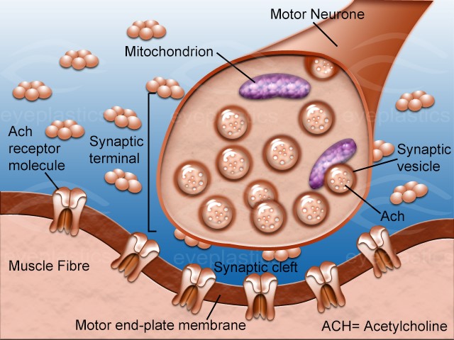 Illustration depicting layered structure of Botulinum
