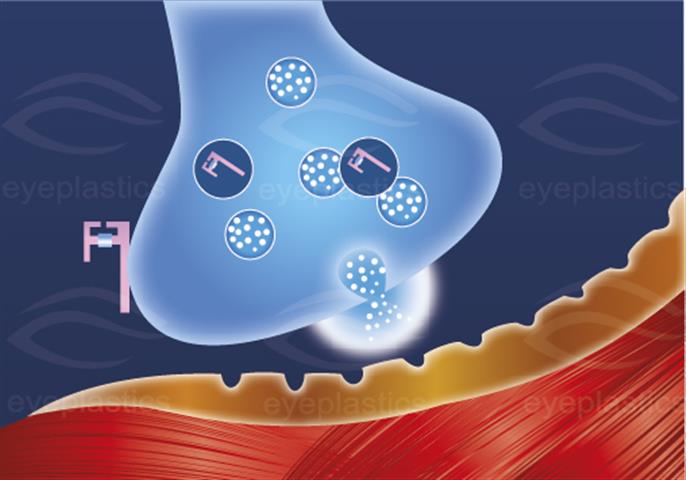 Illustration of Botulinum toxin mechanism of action
